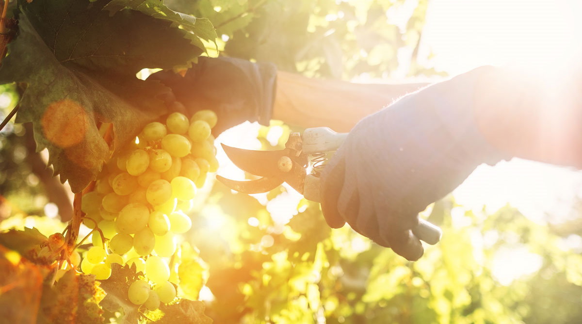 Ručna berba grožđa osigurava najbolju kvalitetu vina