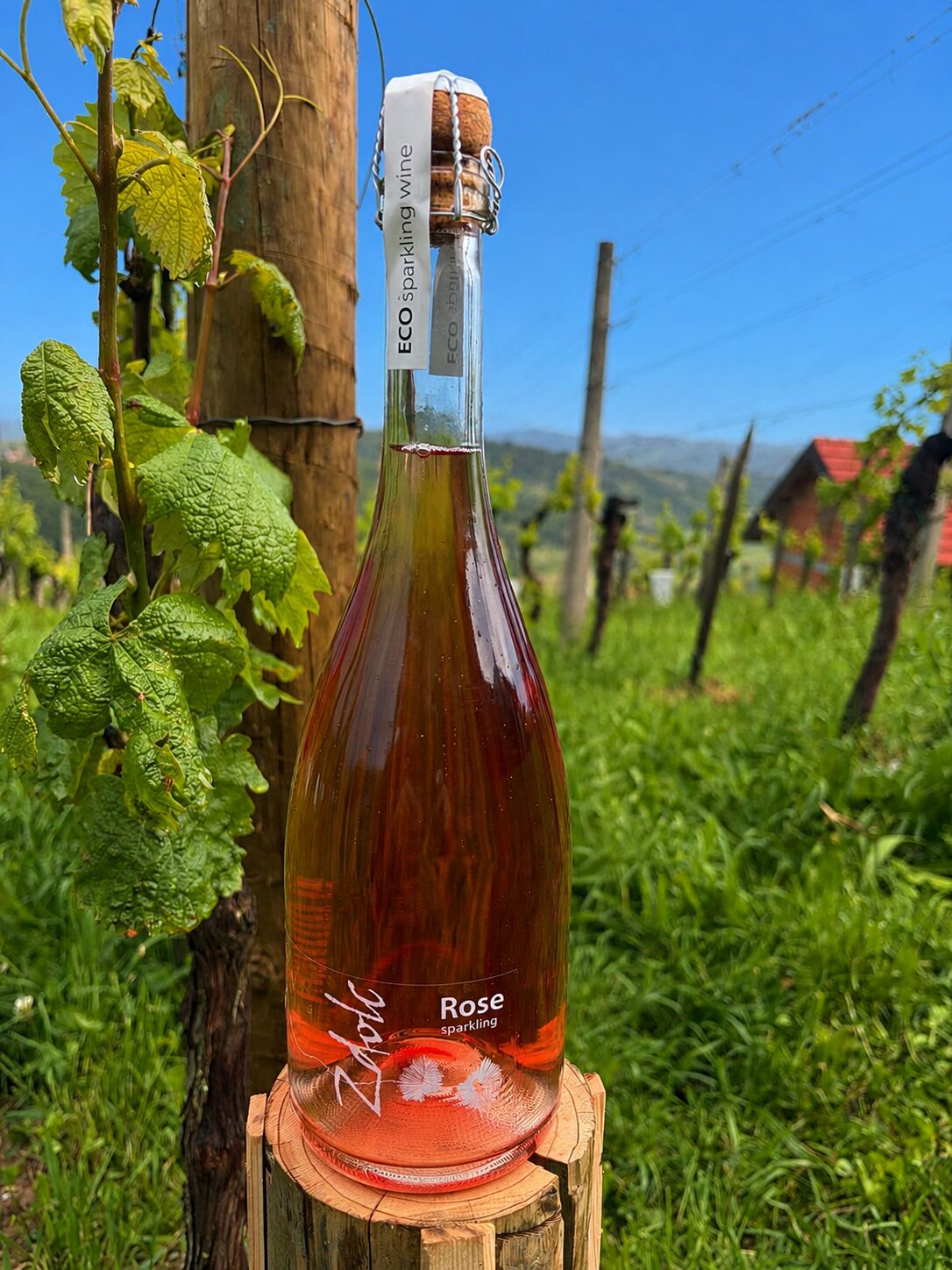 Zdolec_rose_pjenušac