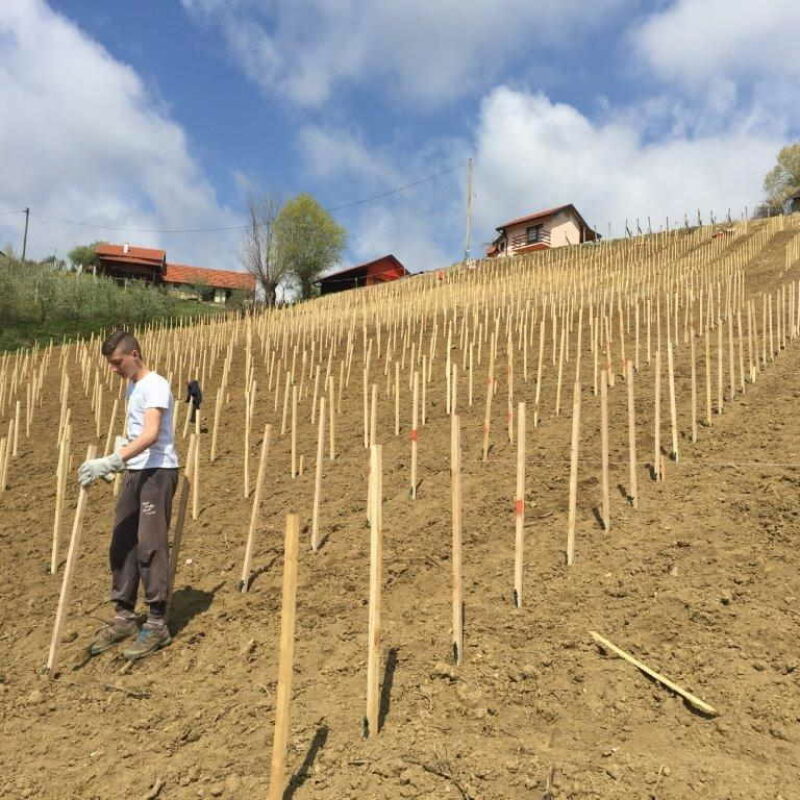 novi-vinogradi-eko-robert-zdolc